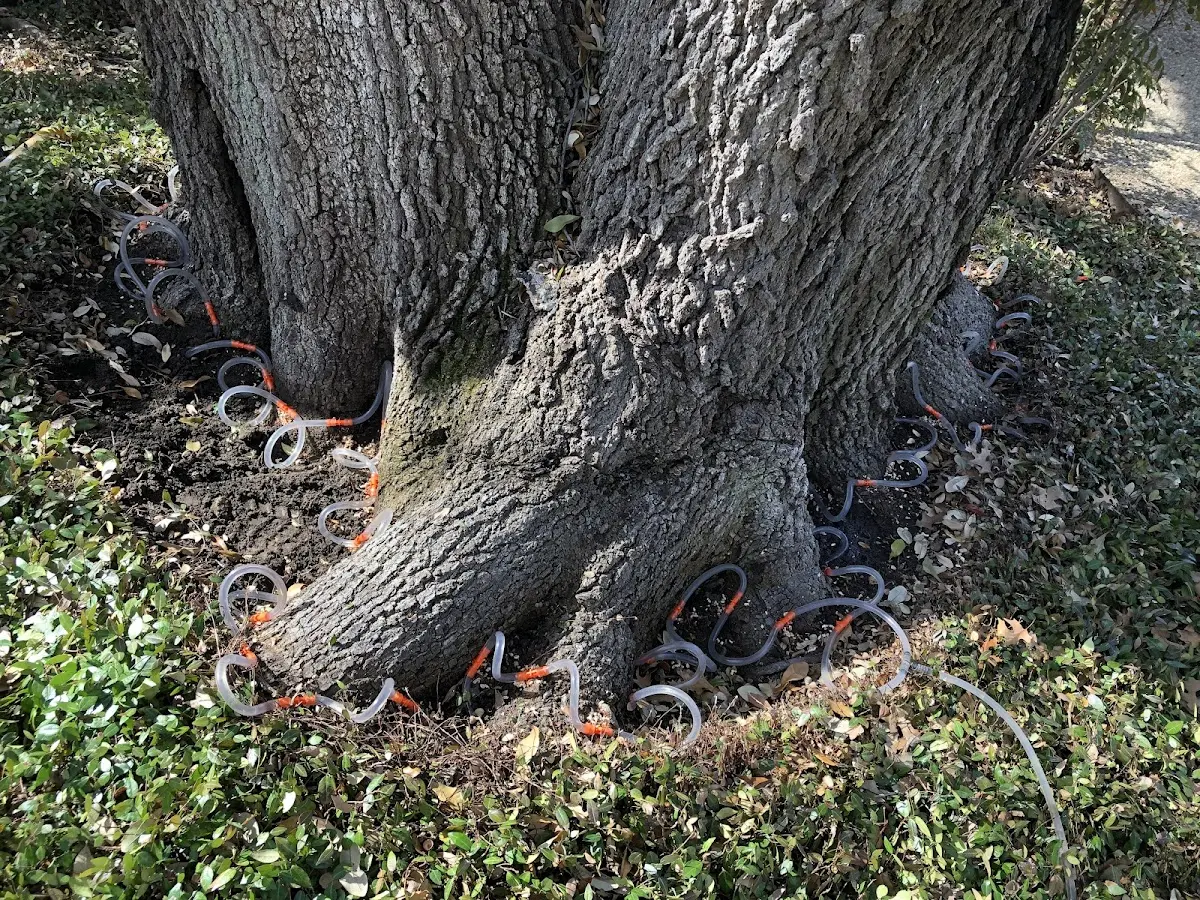 Detailed Tree Cabling and Bracing job site in Garvin